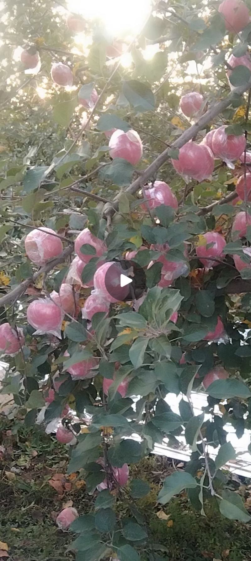 糖心红富士苹果