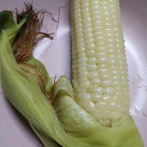昆山水果玉米新鲜现摘个个颗粒饱满现货现发品质保证
