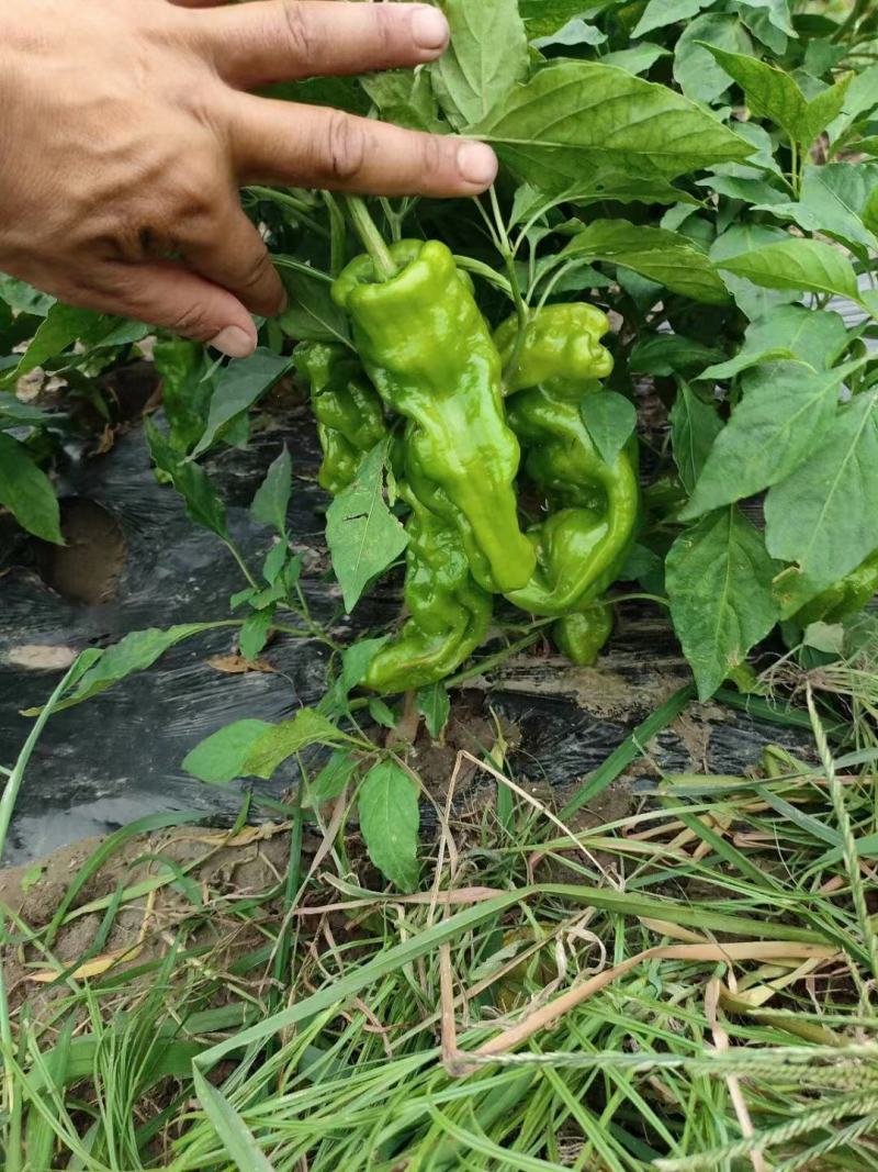 【热卖推荐】薄皮辣椒大量上市产地直发量大从优