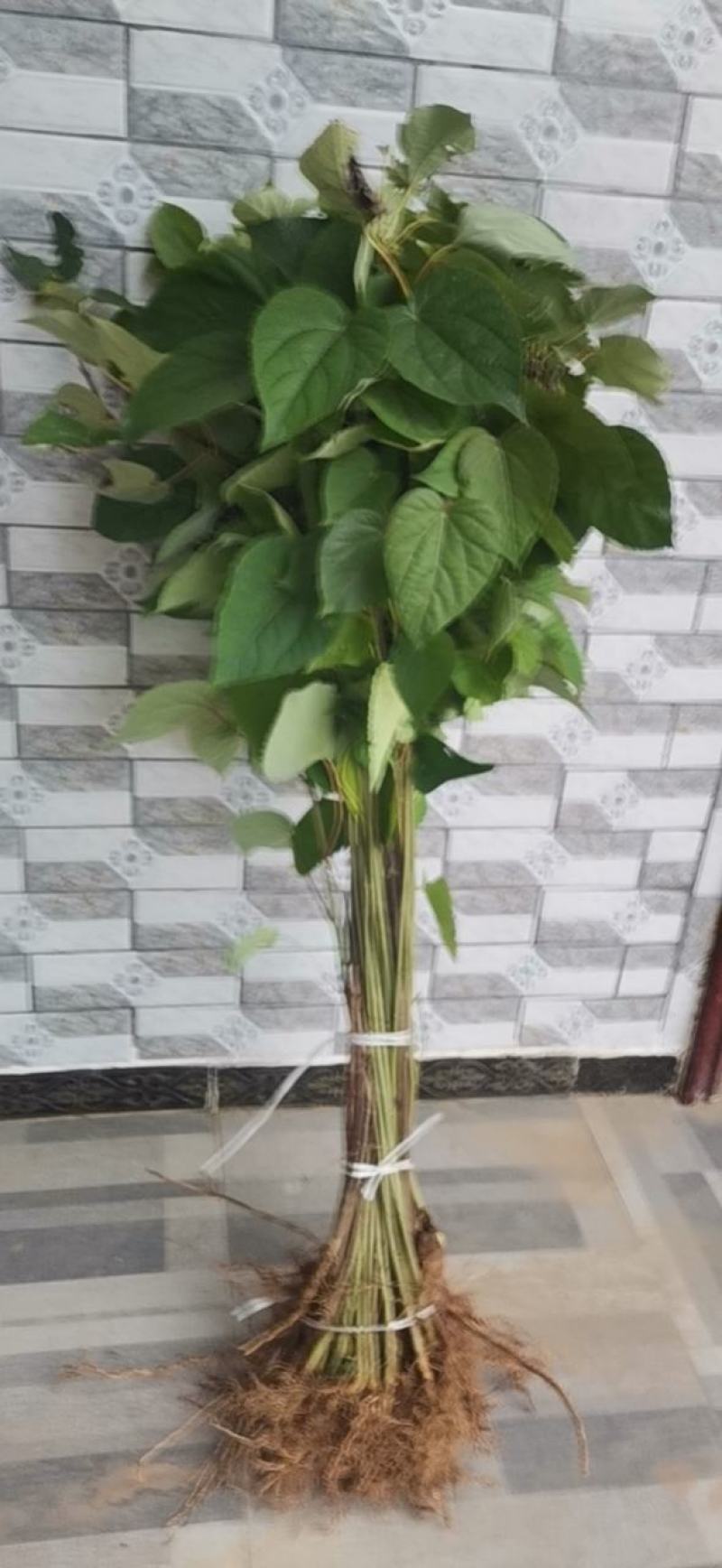 毛叶山桐子苗