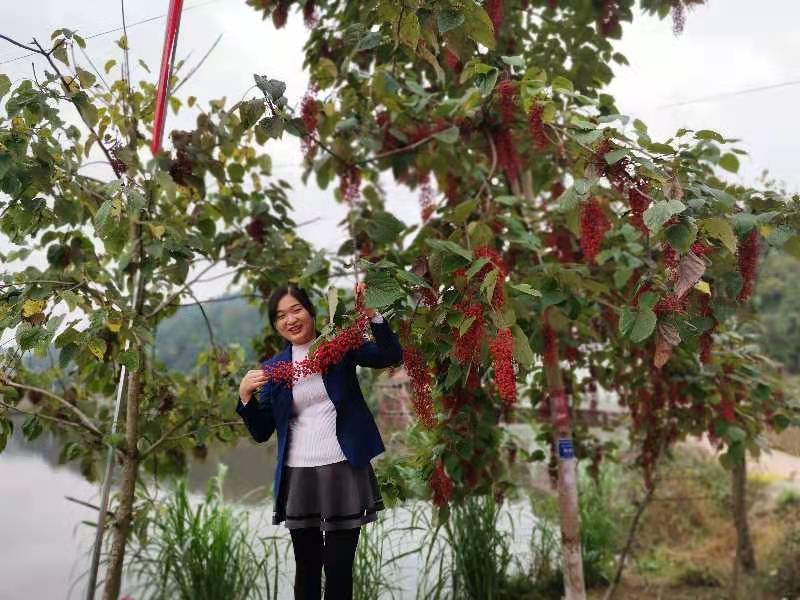 毛叶山桐子苗