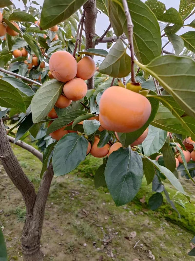 韩城火葫芦柿子种植基地大量有货欢迎老板电话联系