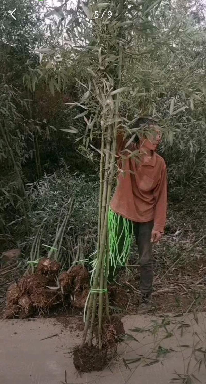 竹子，刚竹，早园竹，青竹基地直发，规格齐全，欢迎来电咨询