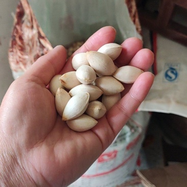 白果