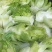 儿菜基地，儿菜头大量有货价格便宜保质量代发代收