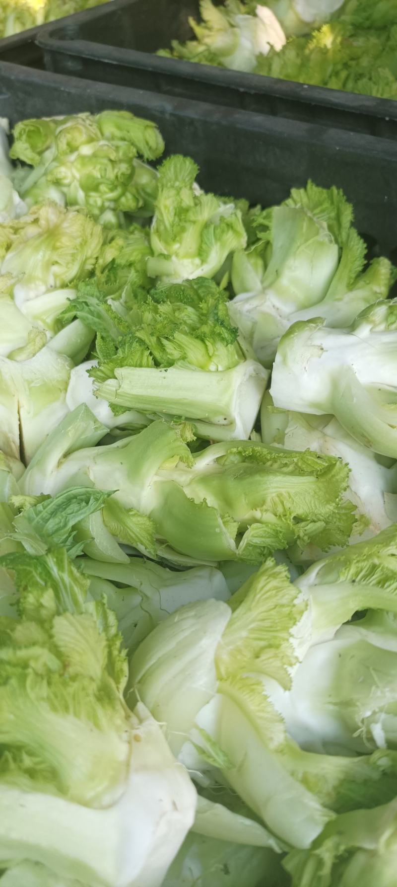儿菜基地，儿菜头大量有货价格便宜保质量代发代收