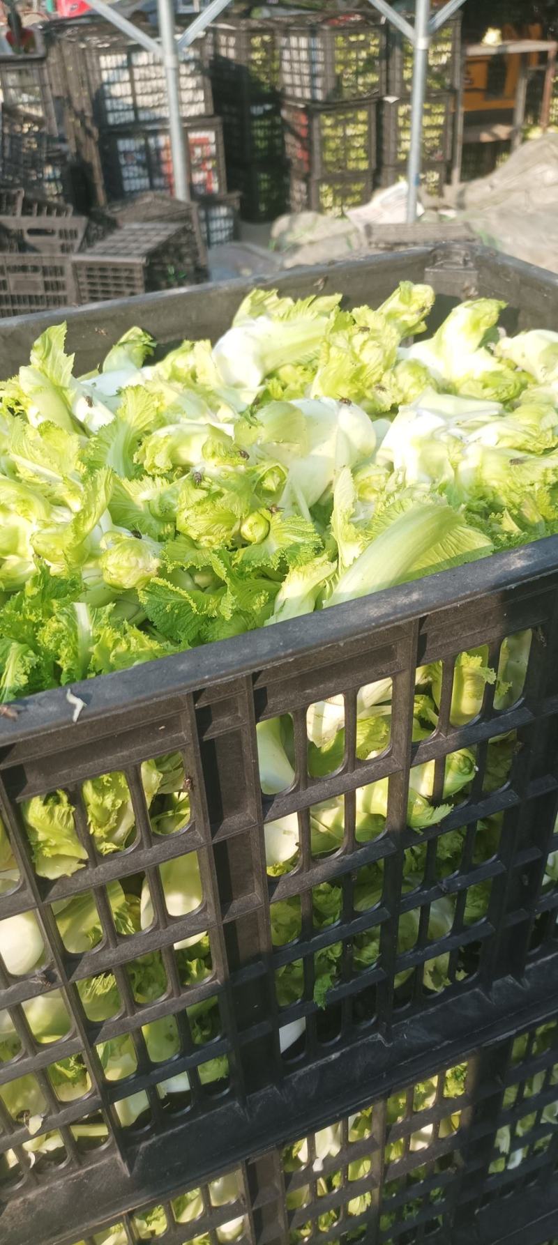儿菜基地，儿菜头大量有货价格便宜保质量代发代收