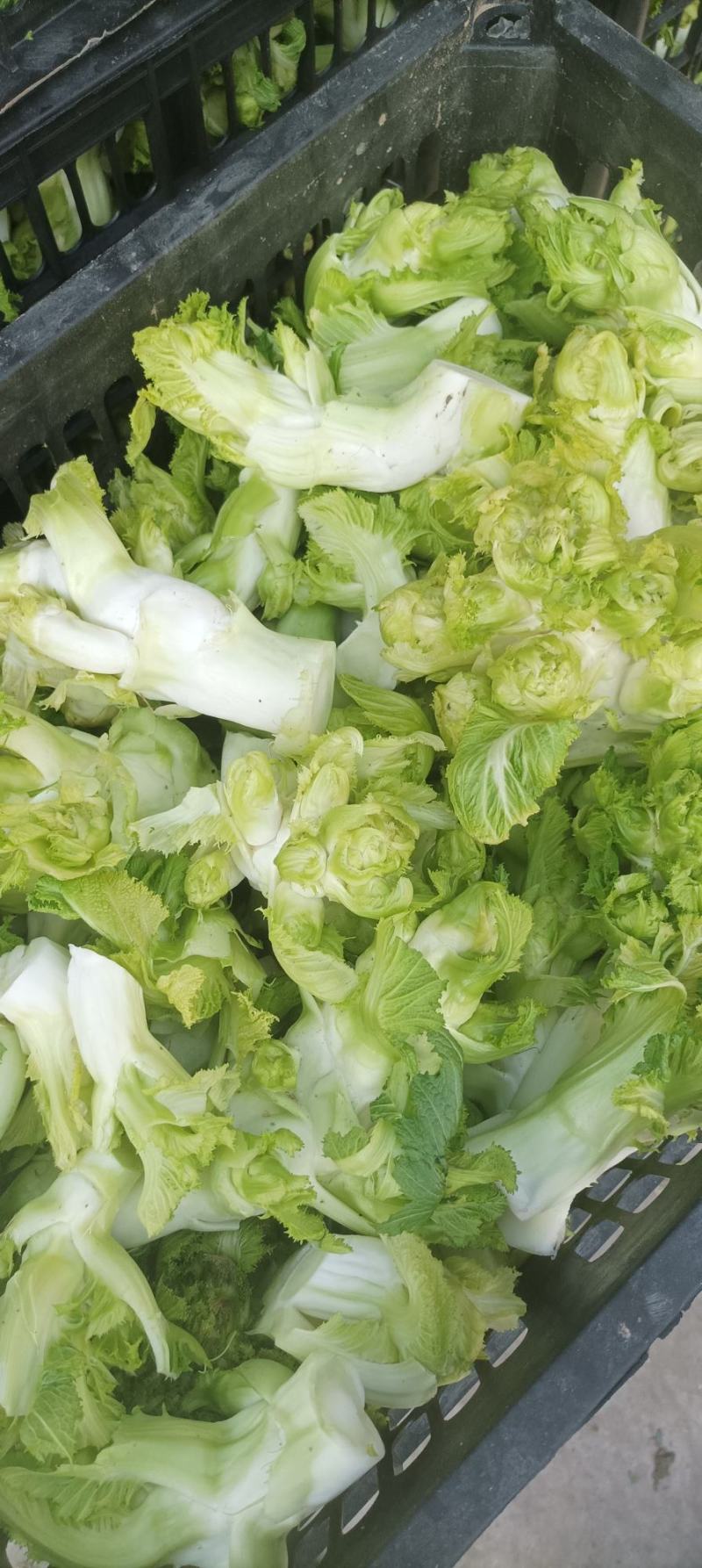 儿菜基地，儿菜头大量有货价格便宜保质量代发代收