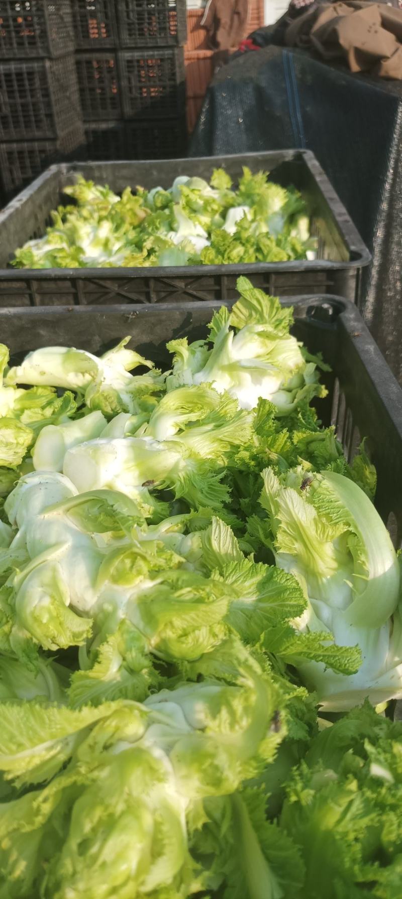儿菜基地，儿菜头大量有货价格便宜保质量代发代收