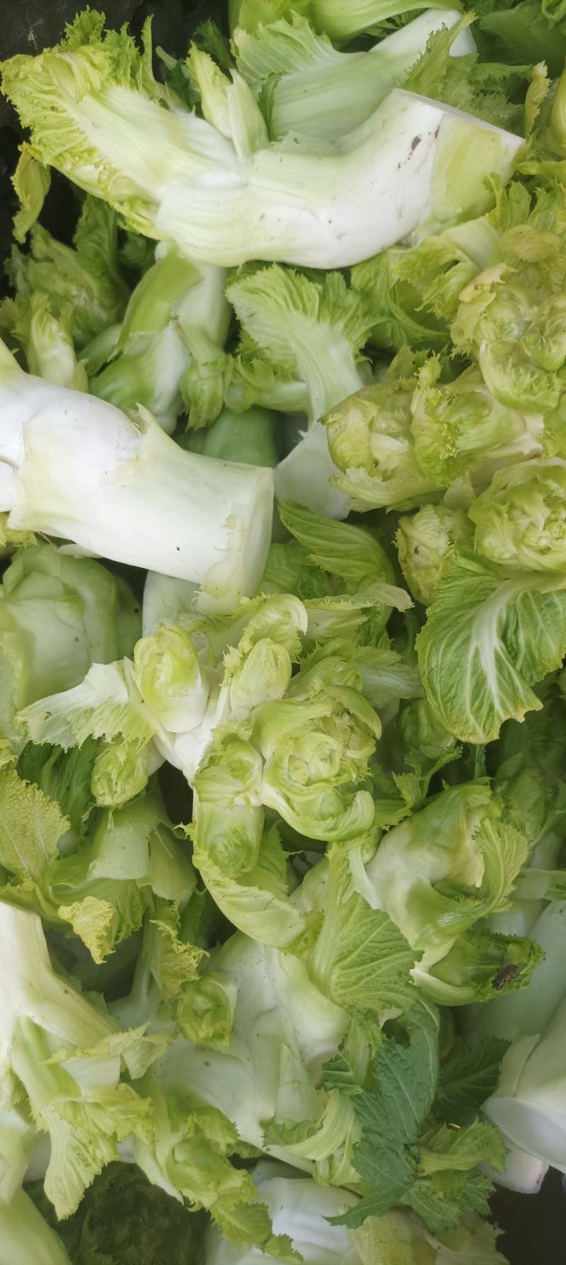 儿菜基地，儿菜头大量有货价格便宜保质量代发代收