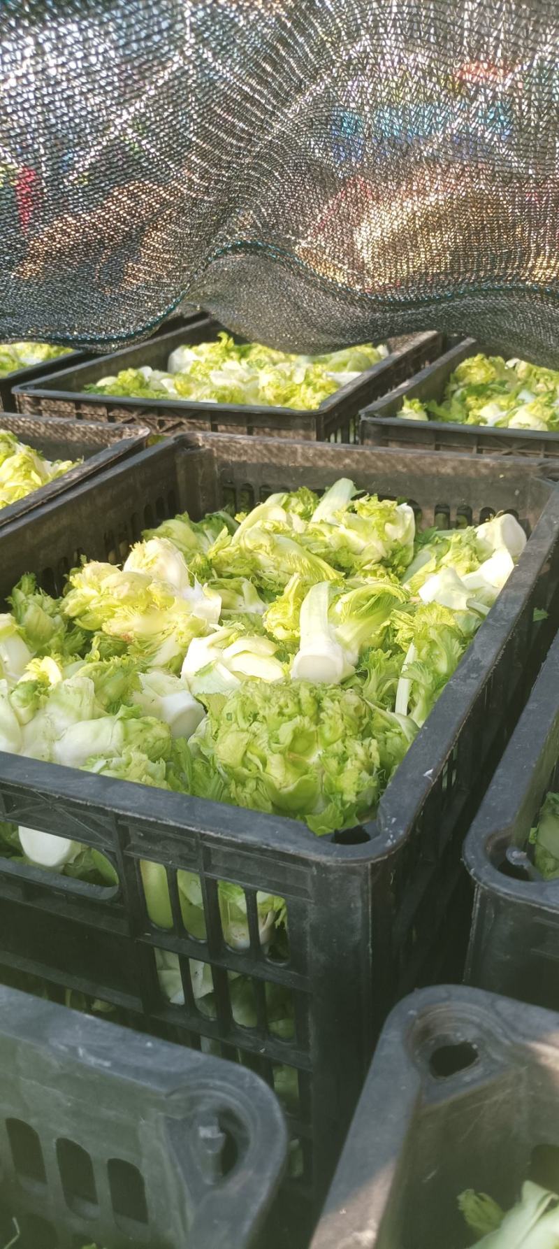 儿菜基地，儿菜头大量有货价格便宜保质量代发代收