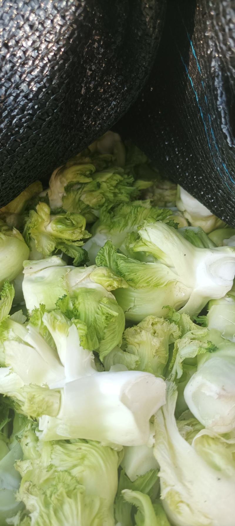 儿菜基地，儿菜头大量有货价格便宜保质量代发代收
