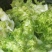 儿菜基地，儿菜头大量有货价格便宜保质量代发代收