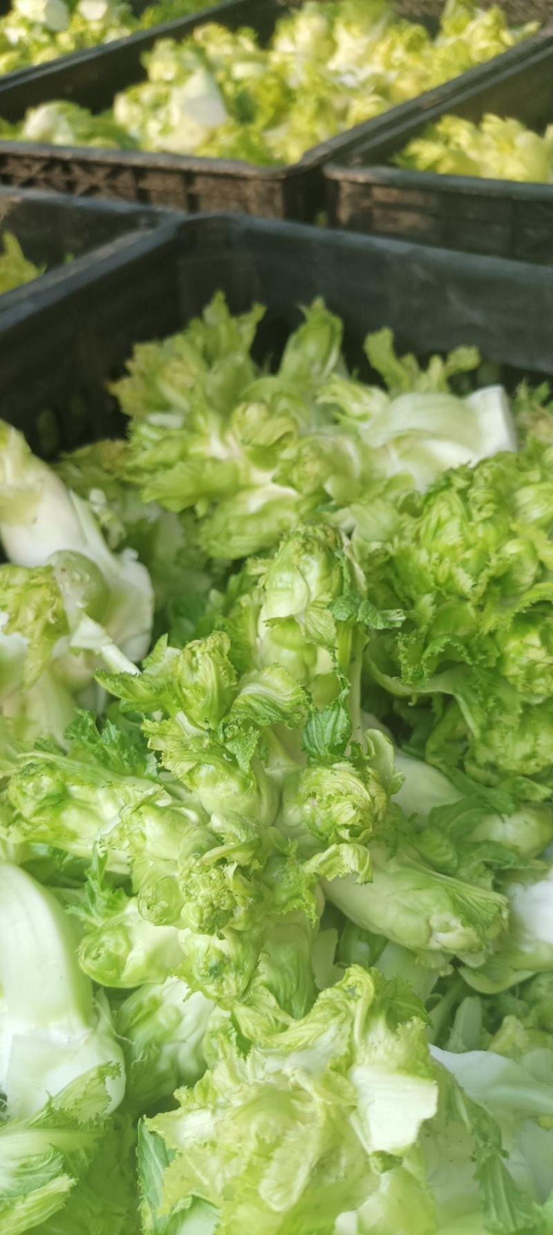儿菜基地，儿菜头大量有货价格便宜保质量代发代收