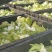 儿菜基地，儿菜头大量有货价格便宜保质量代发代收