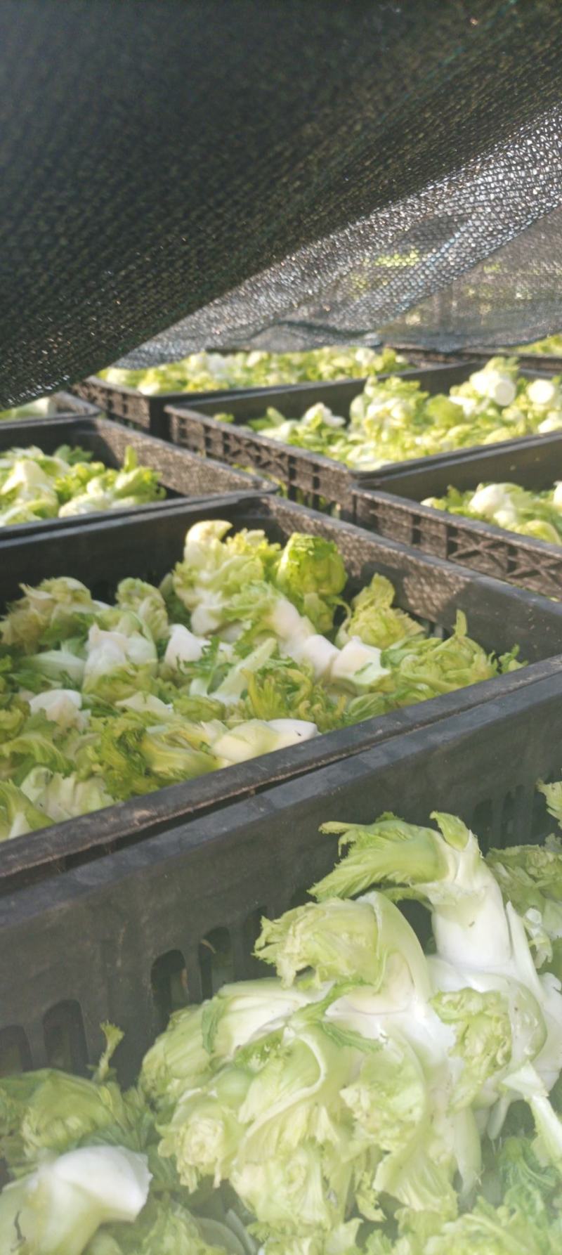 儿菜基地，儿菜头大量有货价格便宜保质量代发代收
