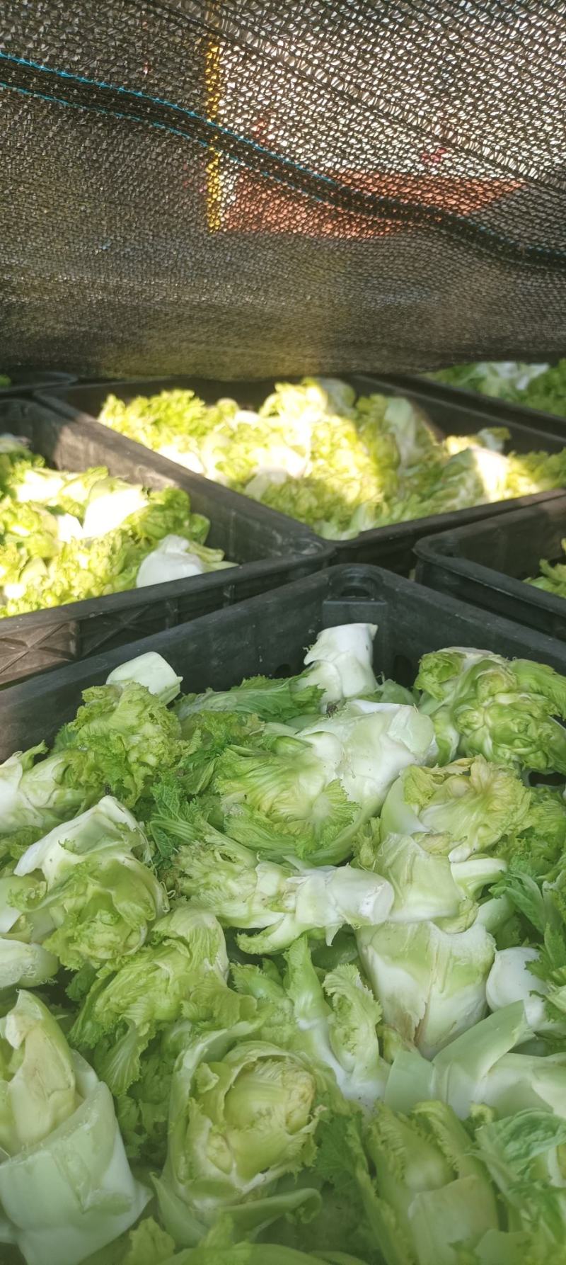 儿菜基地，儿菜头大量有货价格便宜保质量代发代收