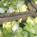 儿菜基地，儿菜头大量有货价格便宜保质量代发代收
