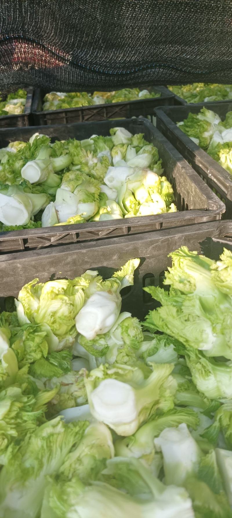 儿菜基地，儿菜头大量有货价格便宜保质量代发代收