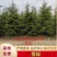 雪松1米～7米，基地直发，苗圃种植，欢迎来电咨询