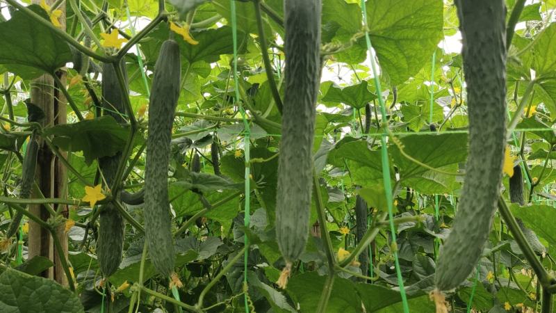 【优选】湛江徐闻县密刺黄瓜黄瓜青瓜量大从优一手货