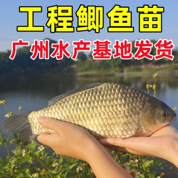 鲫鱼苗工程鲫鱼苗中科5号鲫鱼苗高背鲫鱼苗基地直发