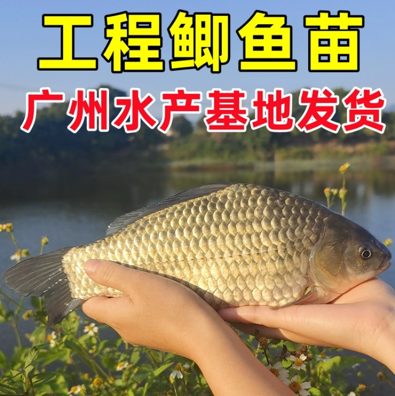 鲫鱼苗工程鲫鱼苗中科5号鲫鱼苗高背鲫鱼苗基地直发
