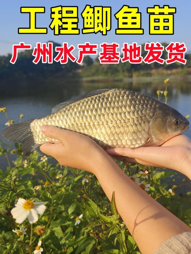 鲫鱼苗工程鲫鱼苗中科5号鲫鱼苗高背鲫鱼苗基地直发