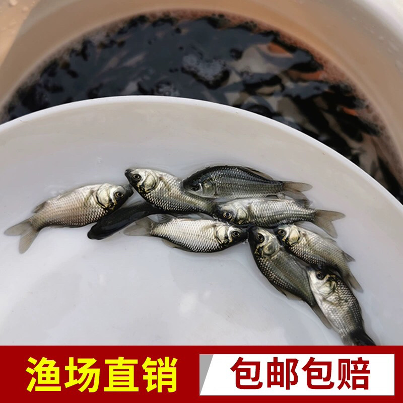 鲫鱼苗工程鲫鱼苗中科5号鲫鱼苗高背鲫鱼苗基地直发