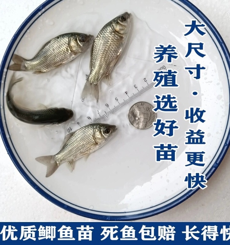 鲫鱼苗工程鲫鱼苗中科5号鲫鱼苗高背鲫鱼苗基地直发