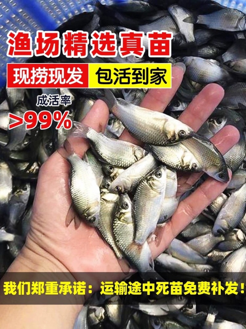 鲫鱼苗工程鲫鱼苗中科5号鲫鱼苗高背鲫鱼苗基地直发