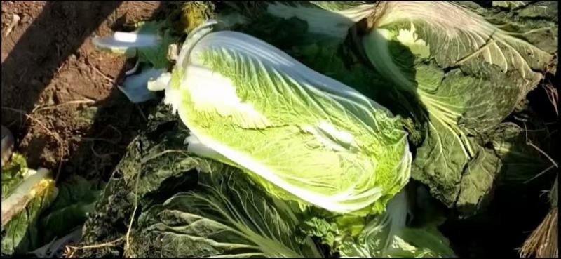 襄阳黄心白菜个头均匀无黑点不烧心干净无杂提供透明袋可批发