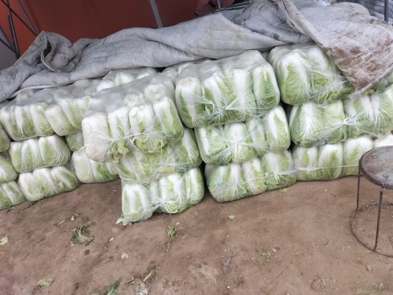 襄阳黄心白菜个头均匀无黑点不烧心干净无杂提供透明袋可批发