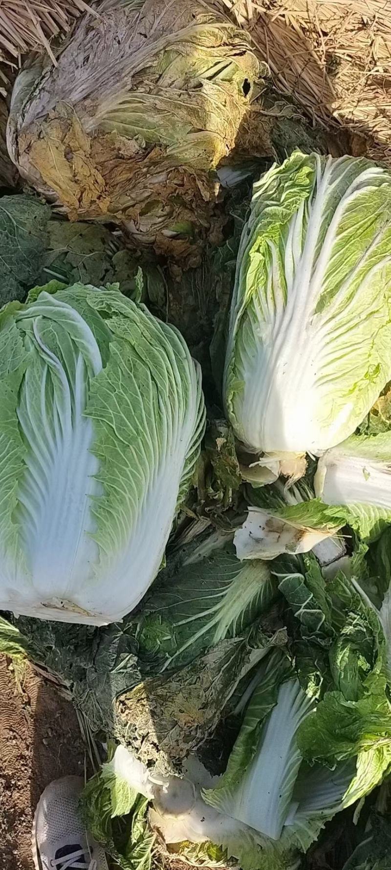 襄阳黄心白菜个头均匀无黑点不烧心干净无杂提供透明袋可批发