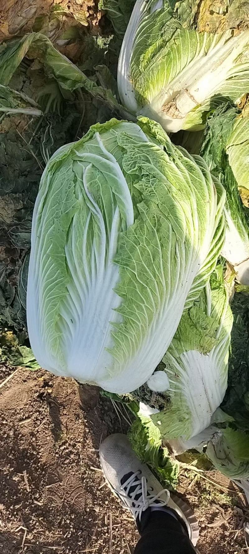 襄阳黄心白菜个头均匀无黑点不烧心干净无杂提供透明袋可批发