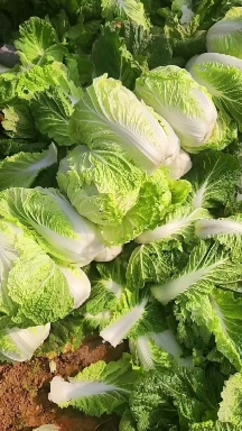 襄阳黄心白菜个头均匀无黑点不烧心干净无杂提供透明袋可批发