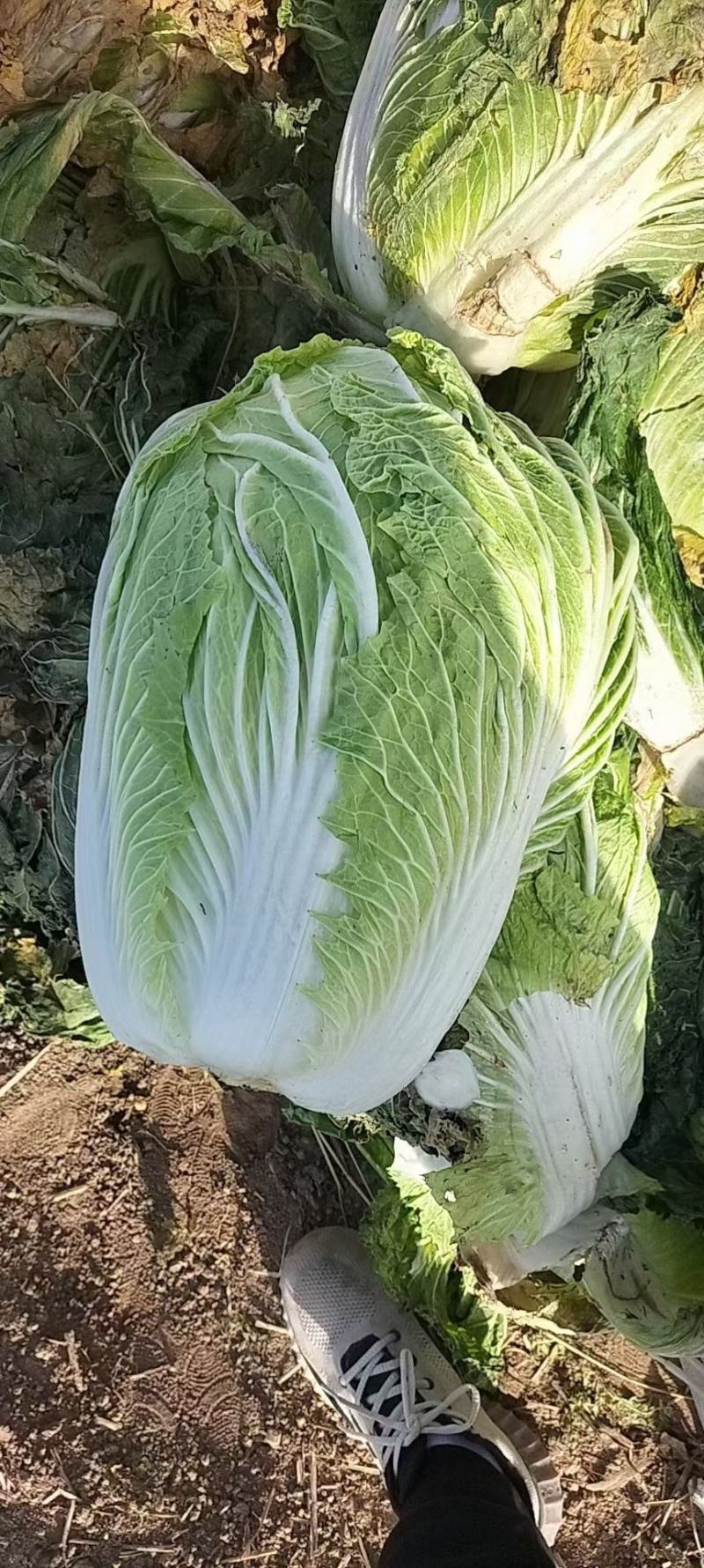 襄阳黄心白菜个头均匀无黑点不烧心干净无杂提供透明袋可批发