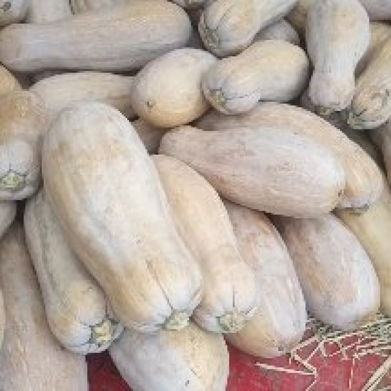 南瓜#金韩蜜本南瓜，晚熟头茬瓜，全红全粉！香甜软糯！精品