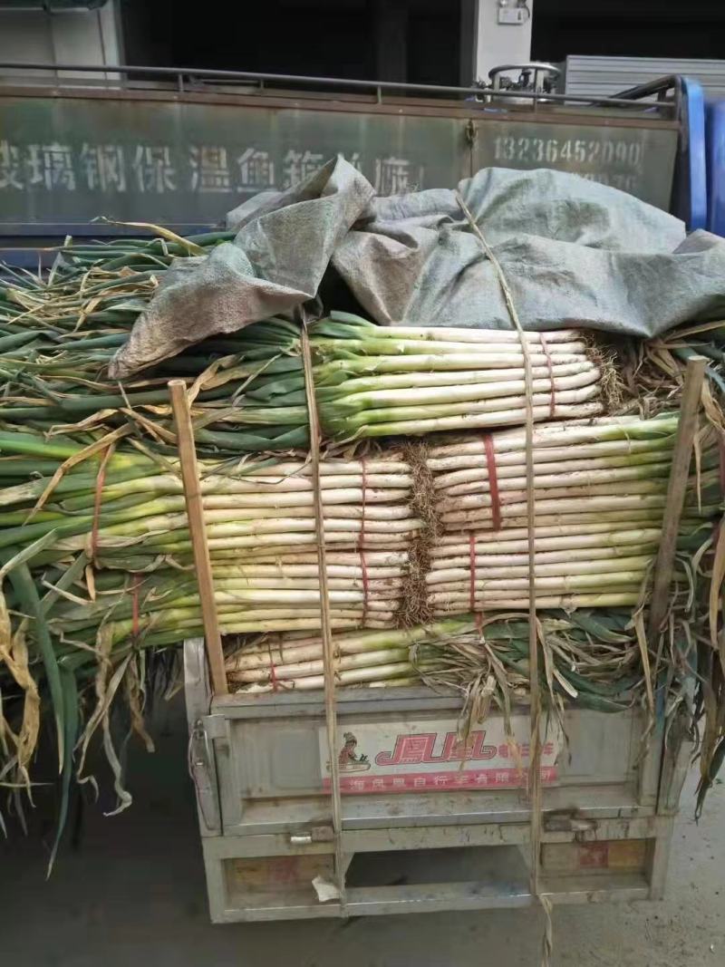 滕州长白大葱和铁杆钢葱