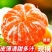 湖北高山蜜橘，一手精品货源，欢迎广大客商致电咨询实地考察
