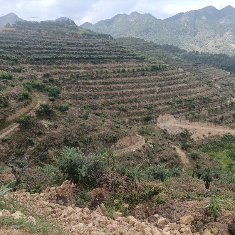 基地转让交通方便，枇杷都是挂果树