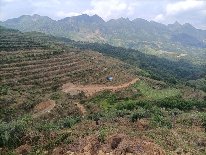 基地转让交通方便，枇杷都是挂果树