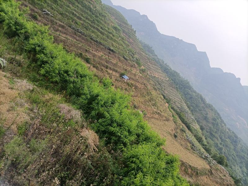 基地转让交通方便，枇杷都是挂果树