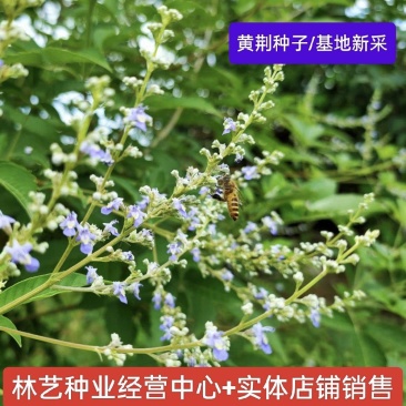 黄荆条种子养蜂用种子荆条种子护坡固土