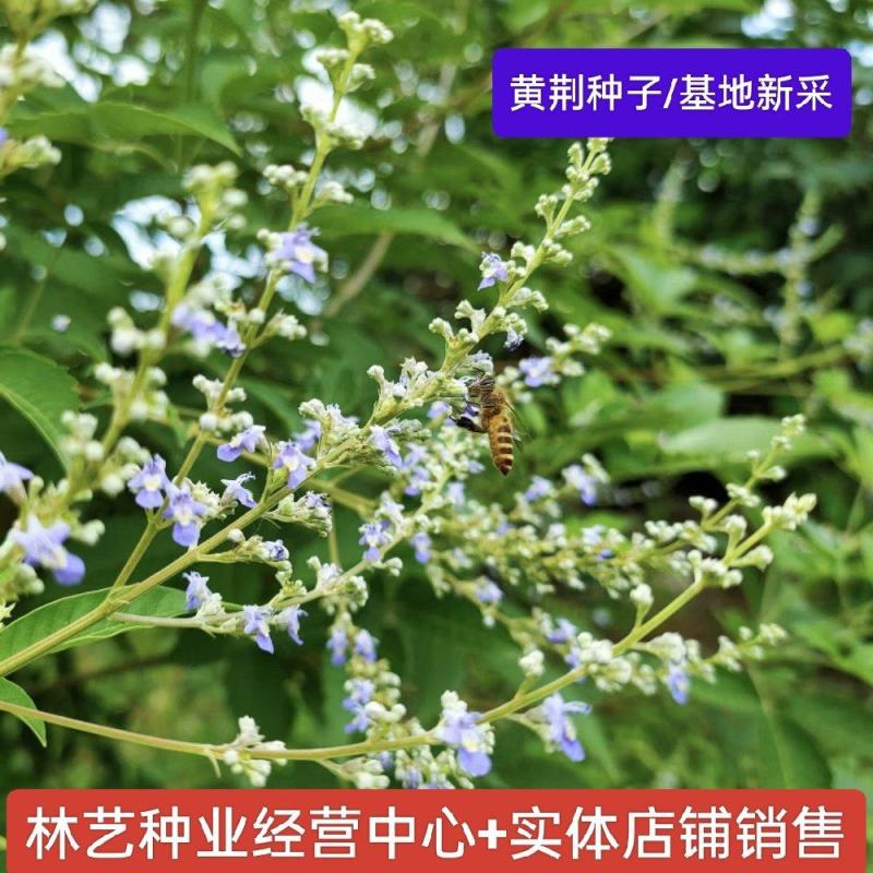 黄荆条种子养蜂用种子荆条种子护坡固土