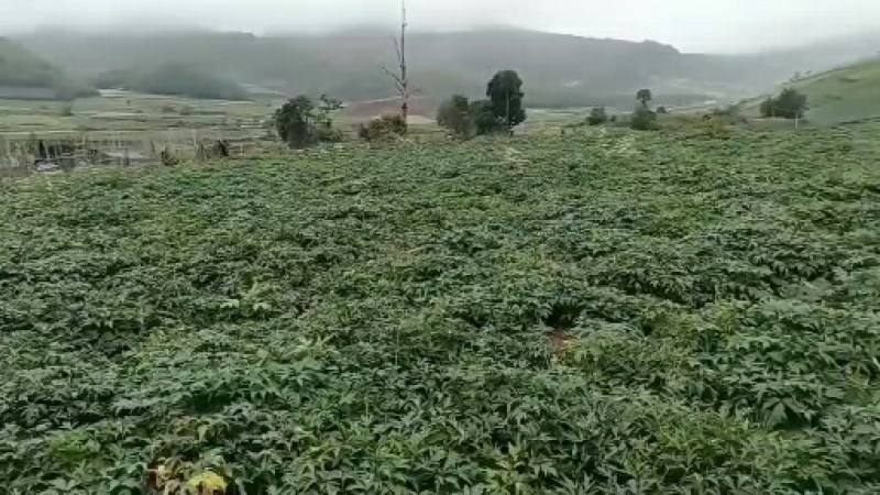 中药材当归、当归个子、当归头片整条正宗眠县当归个批发