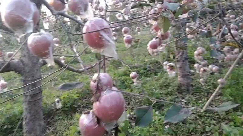 膜袋红富士冰糖心货源充足大量上市