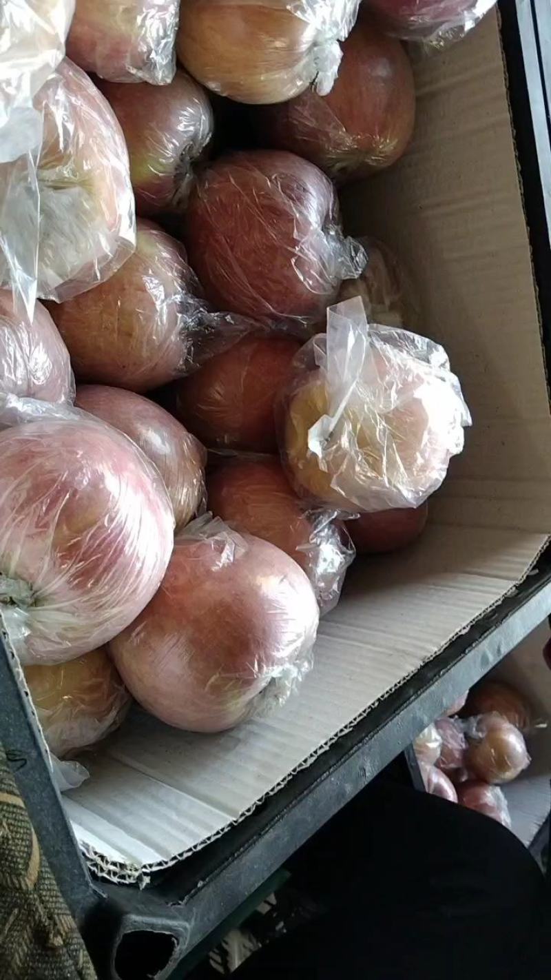 膜袋红富士冰糖心货源充足大量上市