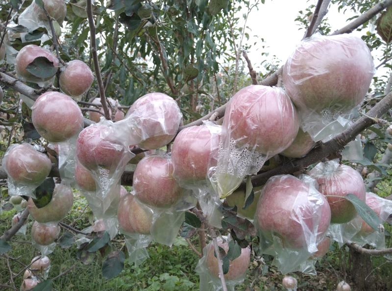 膜袋红富士冰糖心货源充足大量上市