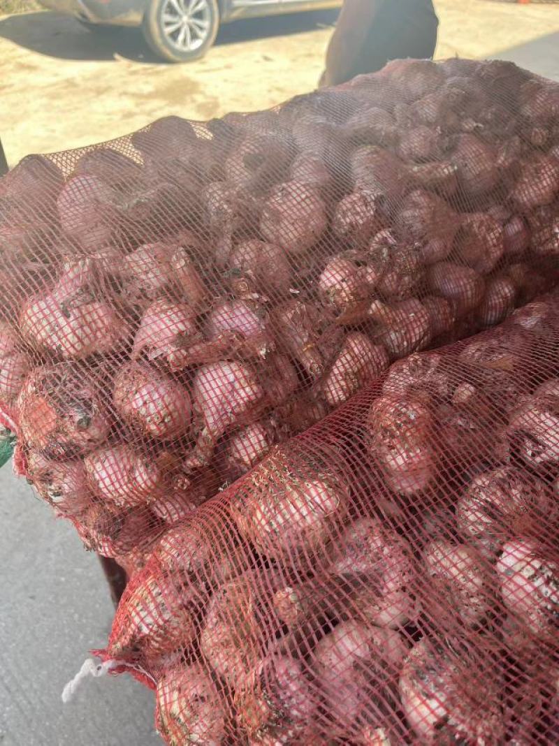 漯河大蒜产地直发货源充足，诚信经营欢迎来电咨询保质保量